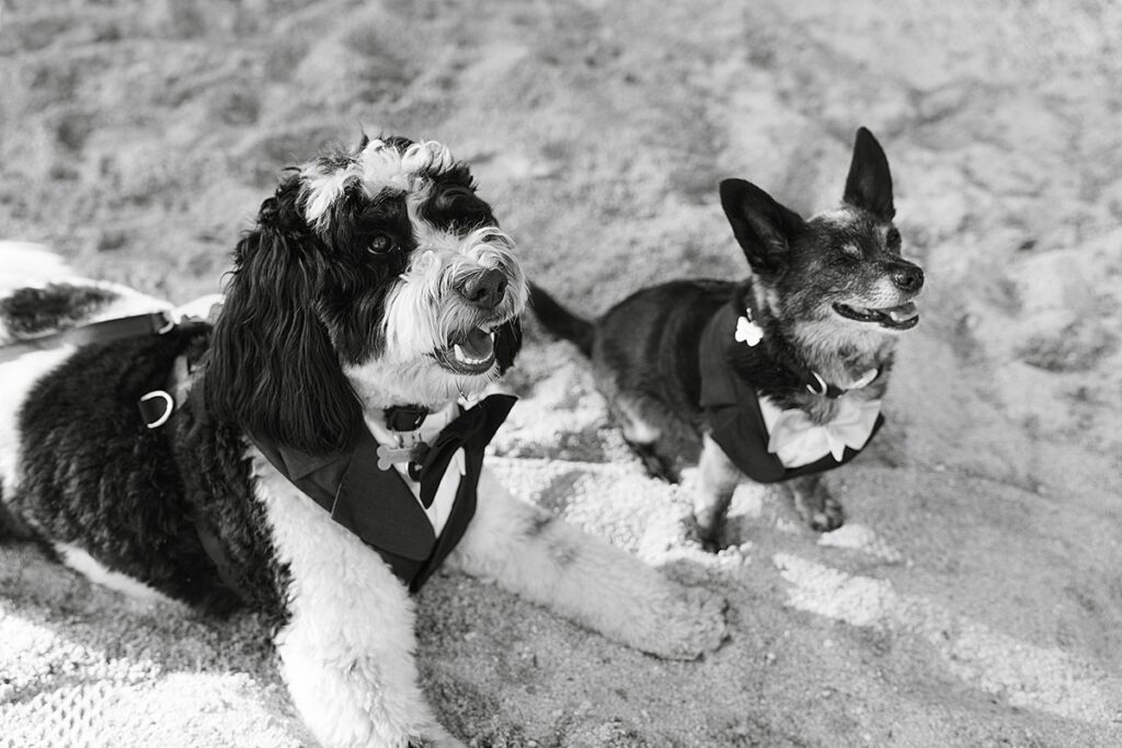 Hidden Beach engagement photos featuring the couple's dogs in Lake Tahoe captured by wedding photographer